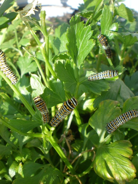 Young Swallowtail caterpillars