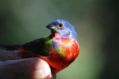 Painted Bunting by the Neitzels